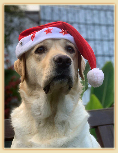 Joyful Lab's Easy-Going Boy