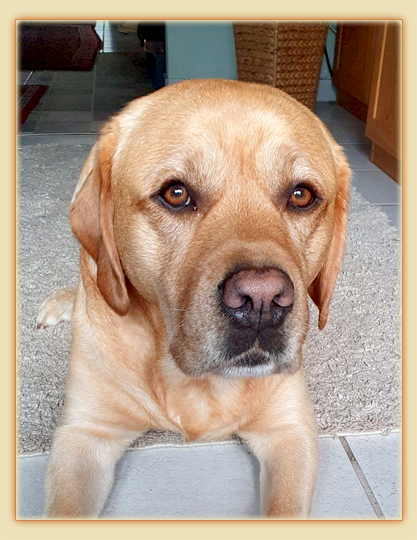 Joyful Lab's European Boy