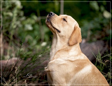 Joyful Lab's European Boy - Ean