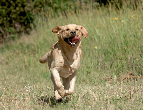 Joyful Lab's European Boy - Ean