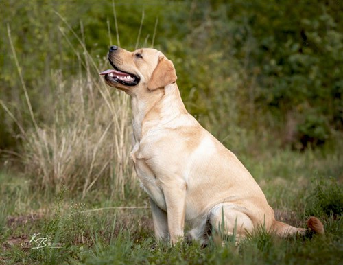 Joyful Lab's European Boy - Ean