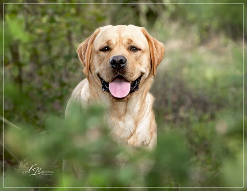 Joyful Lab's European Boy - Ean