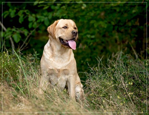 Joyful Lab's European Boy - Ean