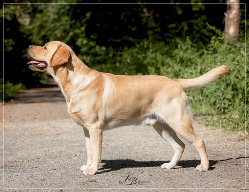 Joyful Lab's European Boy - Ean