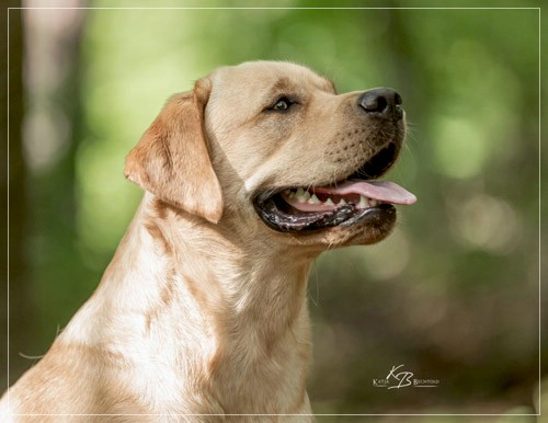 Joyful Lab's European Boy - Ean