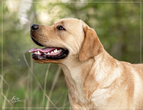 Joyful Lab's European Boy - Ean