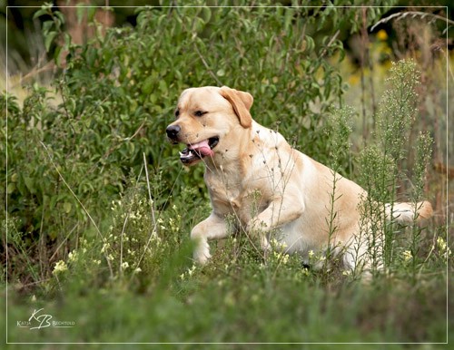 Joyful Lab's European Boy - Ean