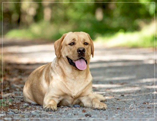 Joyful Lab's European Boy - Ean