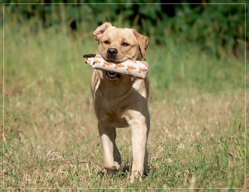 Joyful Lab's European Boy - Ean