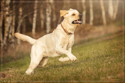 Joyful Lab's Enterprising Boy - Timon