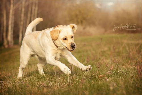 Joyful Lab's Enterprising Boy - Timon