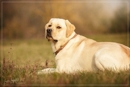 Joyful Lab's Enterprising Boy - Timon