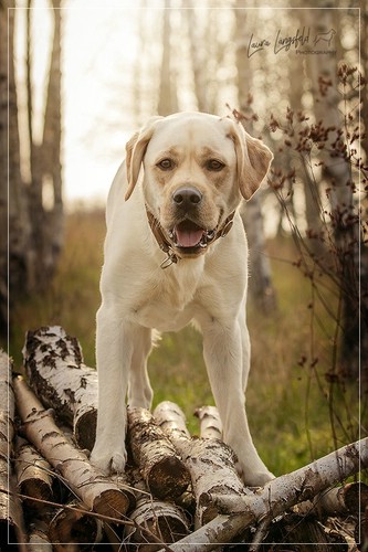 Joyful Lab's Enterprising Boy - Timon