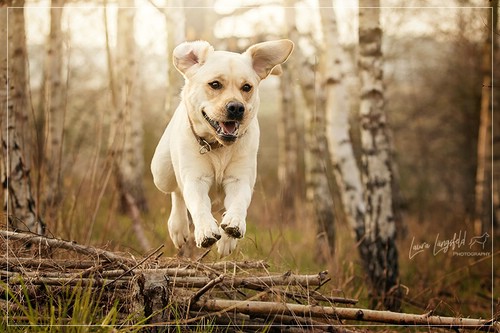 Joyful Lab's Enterprising Boy - Timon