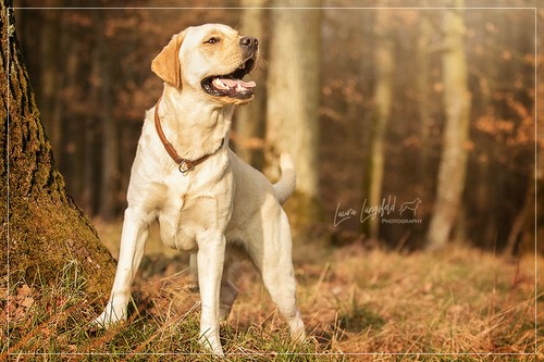 Joyful Lab's Enterprising Boy - Timon