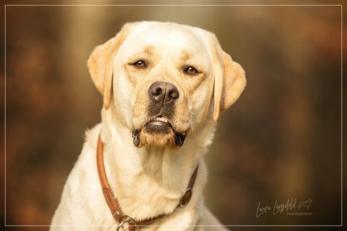 Joyful Lab's Enterprising Boy - Timon