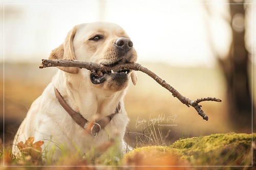 Joyful Lab's Enterprising Boy - Timon