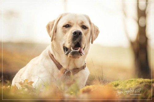 Joyful Lab's Enterprising Boy - Timon