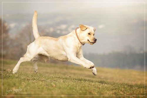 Joyful Lab's Enterprising Boy - Timon