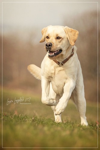 Joyful Lab's Enterprising Boy - Timon