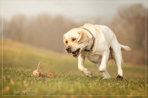 Joyful Lab's Enterprising Boy - Timon