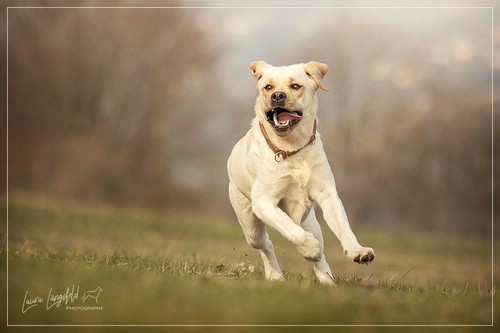 Joyful Lab's Enterprising Boy - Timon