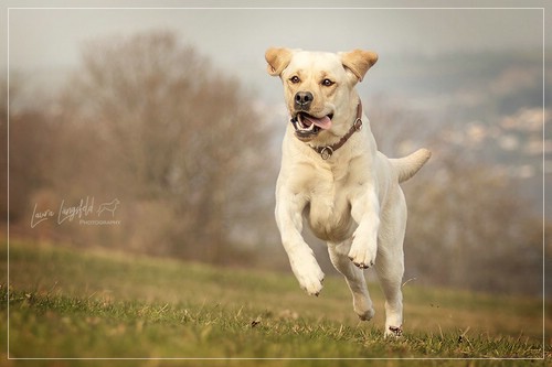 Joyful Lab's Enterprising Boy - Timon