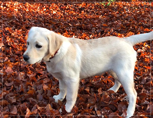 Joyful Lab's Excellent Girl - Brbel