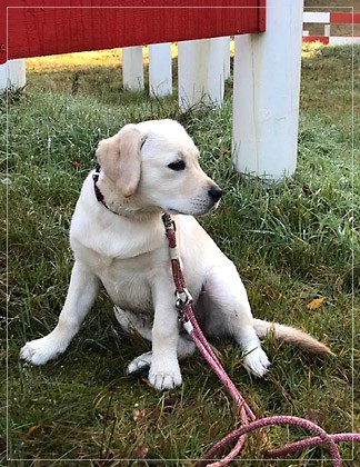 Joyful Lab's Excellent Girl - Brbel