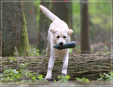 Joyful Lab's Escort Boy - Luis