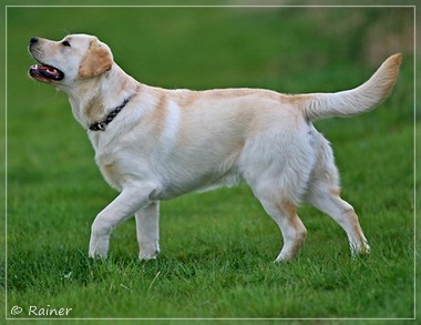 Joyful Lab's Escort Boy - Luis