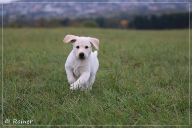 Joyful Lab's Escort Boy - Luis