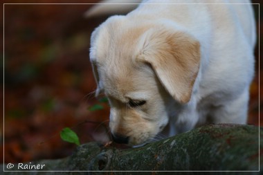 Joyful Lab's Escort Boy - Luis