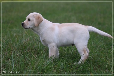 Joyful Lab's Escort Boy - Luis