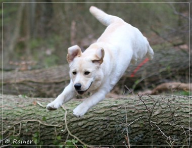 Joyful Lab's Escort Boy - Luis