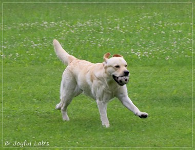 Wesenstest der Joyful Lab's  E-chen