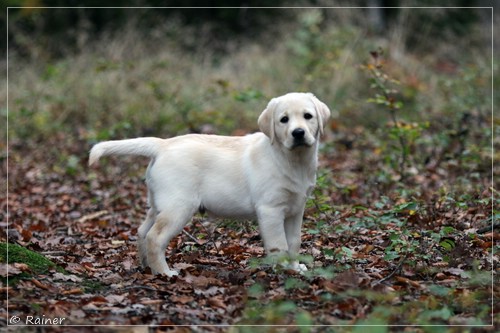 Joyful Lab's Escort Boy - Luis