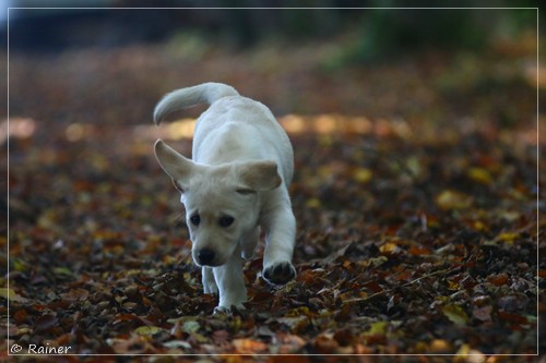 Joyful Lab's Escort Boy - Luis