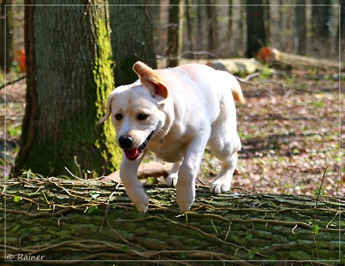 Joyful Lab's Escort Boy - Luis