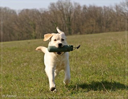 Joyful Lab's Escort Boy - Luis