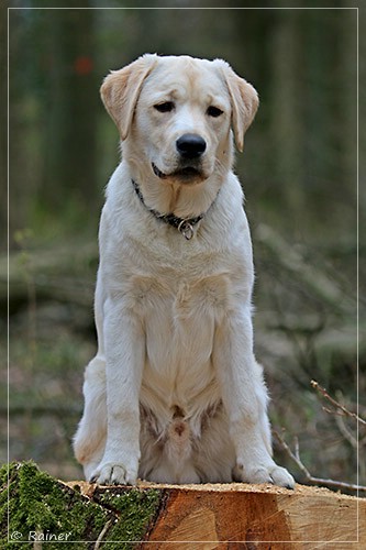 Joyful Lab's Escort Boy - Luis