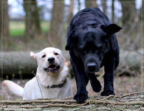 Joyful Lab's Escort Boy - Luis