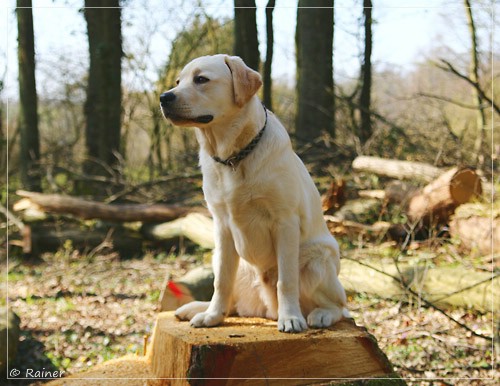 Joyful Lab's Escort Boy - Luis