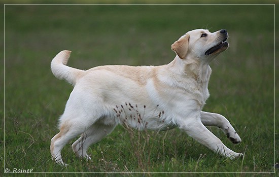 Joyful Lab's Escort Boy - Luis