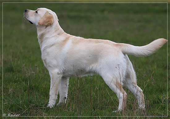 Joyful Lab's Escort Boy - Luis