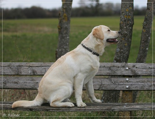 Joyful Lab's Escort Boy - Luis