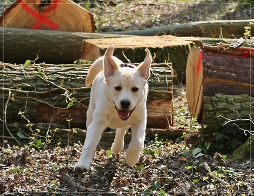 Joyful Lab's Escort Boy - Luis