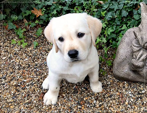 Joyful Lab's Excellent Girl - Brbel