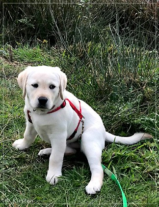 Joyful Lab's Excellent Girl - Brbel