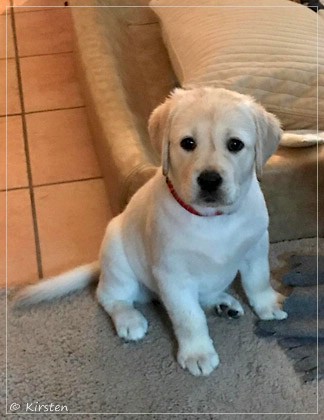 Joyful Lab's Excellent Girl - Brbel